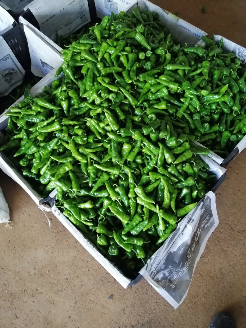 徐闻县基地精品余干椒，全国代发，诚信经营。