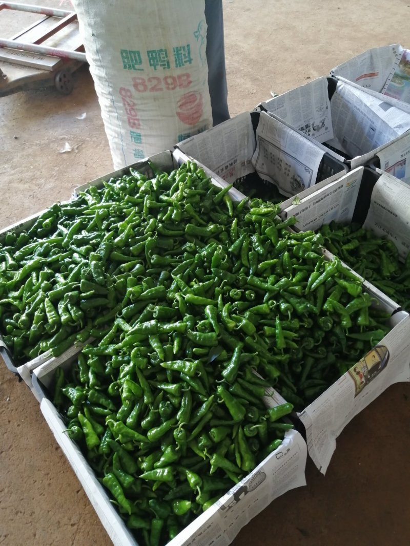 徐闻县基地精品余干椒，全国代发，诚信经营。