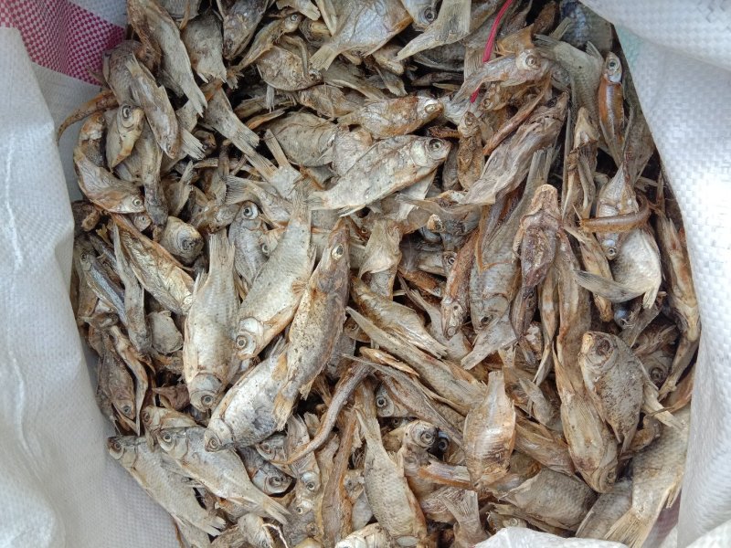饲料小鱼干动物饲料鱼宠物粮小鱼干养殖场饲料小鱼干