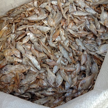 饲料小鱼干动物饲料鱼宠物粮小鱼干养殖场饲料小鱼干