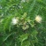 合欢树籽种绒花树种子银合欢黄花金合欢红花合欢