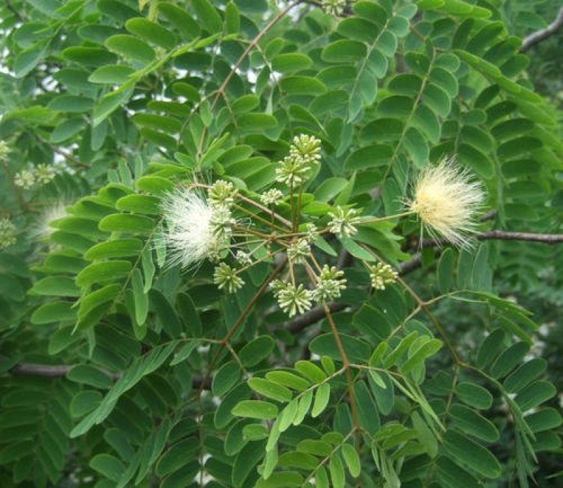 合欢树籽种绒花树种子银合欢黄花金合欢红花合欢