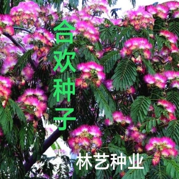 合欢树籽种绒花树种子银合欢黄花金合欢红花合欢