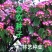 合欢树籽种绒花树种子银合欢黄花金合欢红花合欢