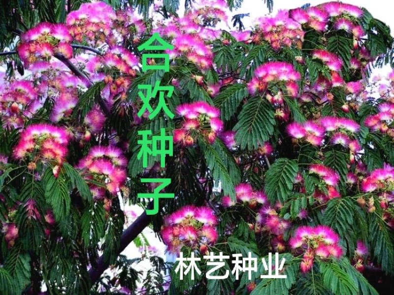 合欢树籽种绒花树种子银合欢黄花金合欢红花合欢