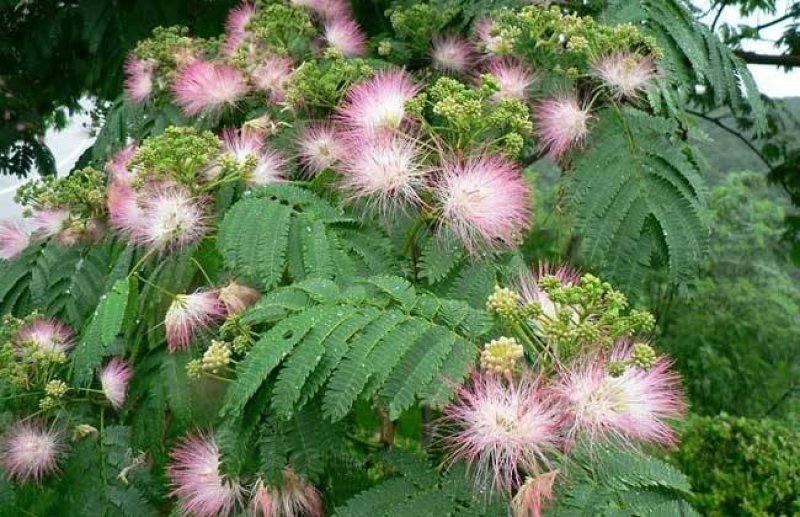 合欢树籽种绒花树种子银合欢黄花金合欢红花合欢