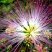 合欢树籽种绒花树种子银合欢黄花金合欢红花合欢