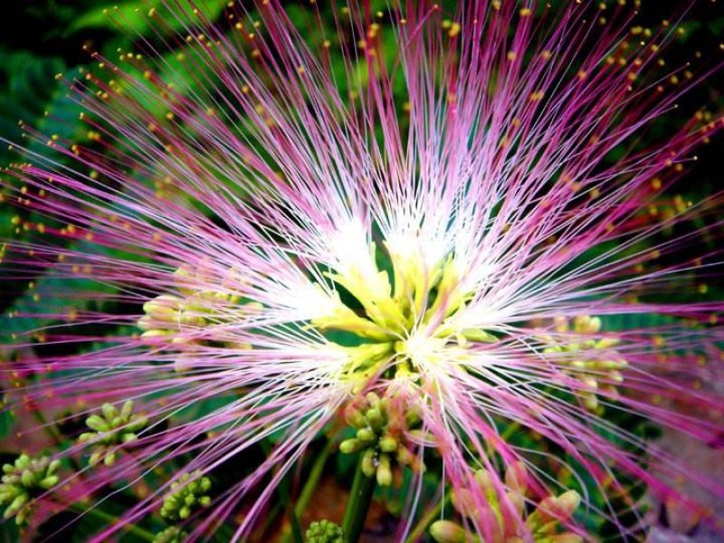 合欢树籽种绒花树种子银合欢黄花金合欢红花合欢