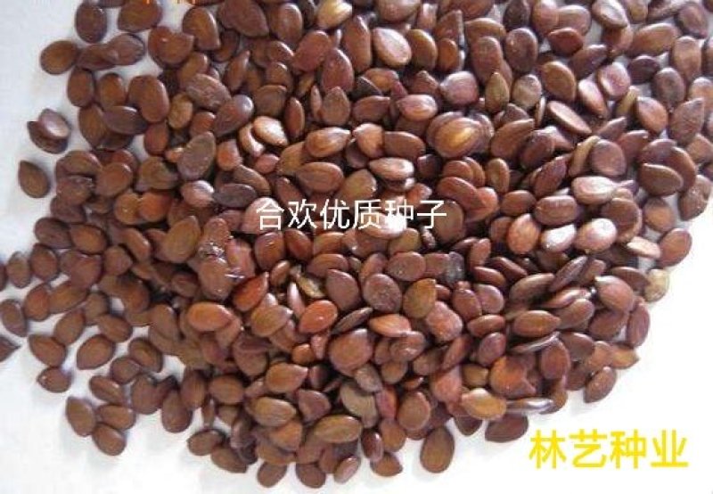 合欢树籽种绒花树种子银合欢黄花金合欢红花合欢