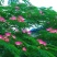 合欢树籽种绒花树种子银合欢黄花金合欢红花合欢