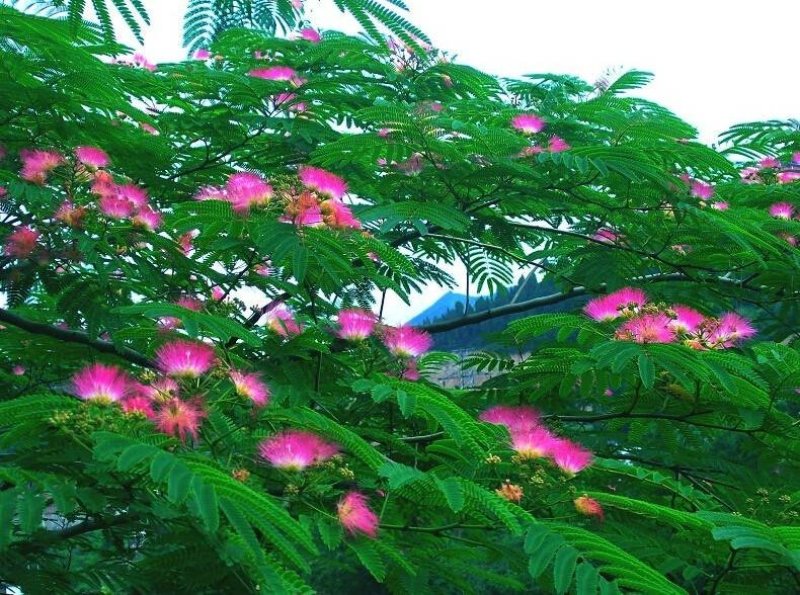 合欢树籽种绒花树种子银合欢黄花金合欢红花合欢