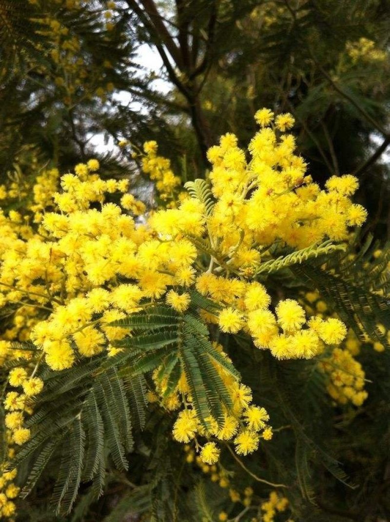 合欢树籽种绒花树种子银合欢黄花金合欢红花合欢