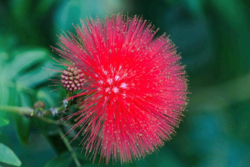 合欢树籽种绒花树种子银合欢黄花金合欢红花合欢