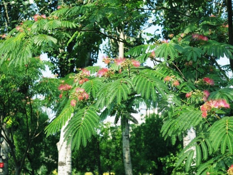 合欢树籽种绒花树种子银合欢黄花金合欢红花合欢