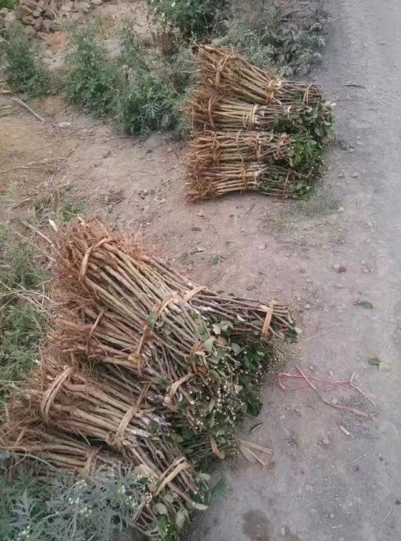 枣树苗。年底大量批发供应，欢迎下单订购。货真价实苗场直发