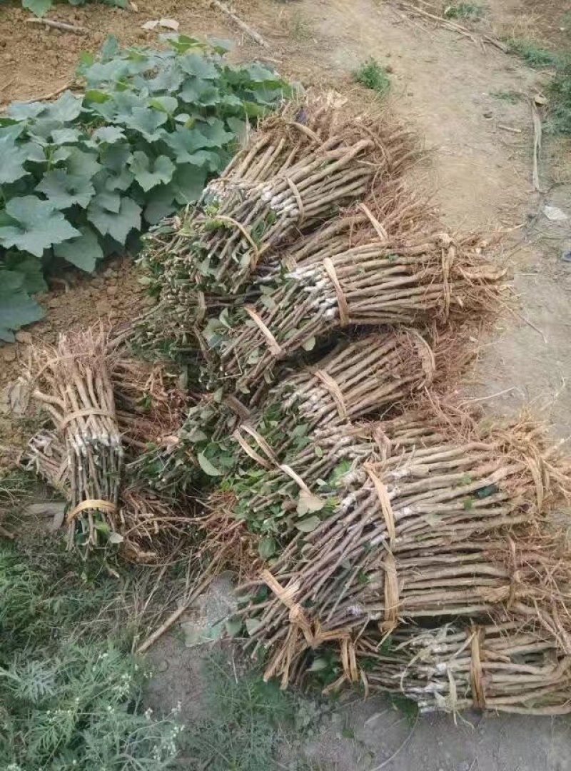 枣树苗。年底大量批发供应，欢迎下单订购。货真价实苗场直发