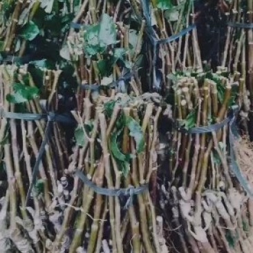枣树苗。年底大量批发供应，欢迎下单订购。货真价实苗场直发