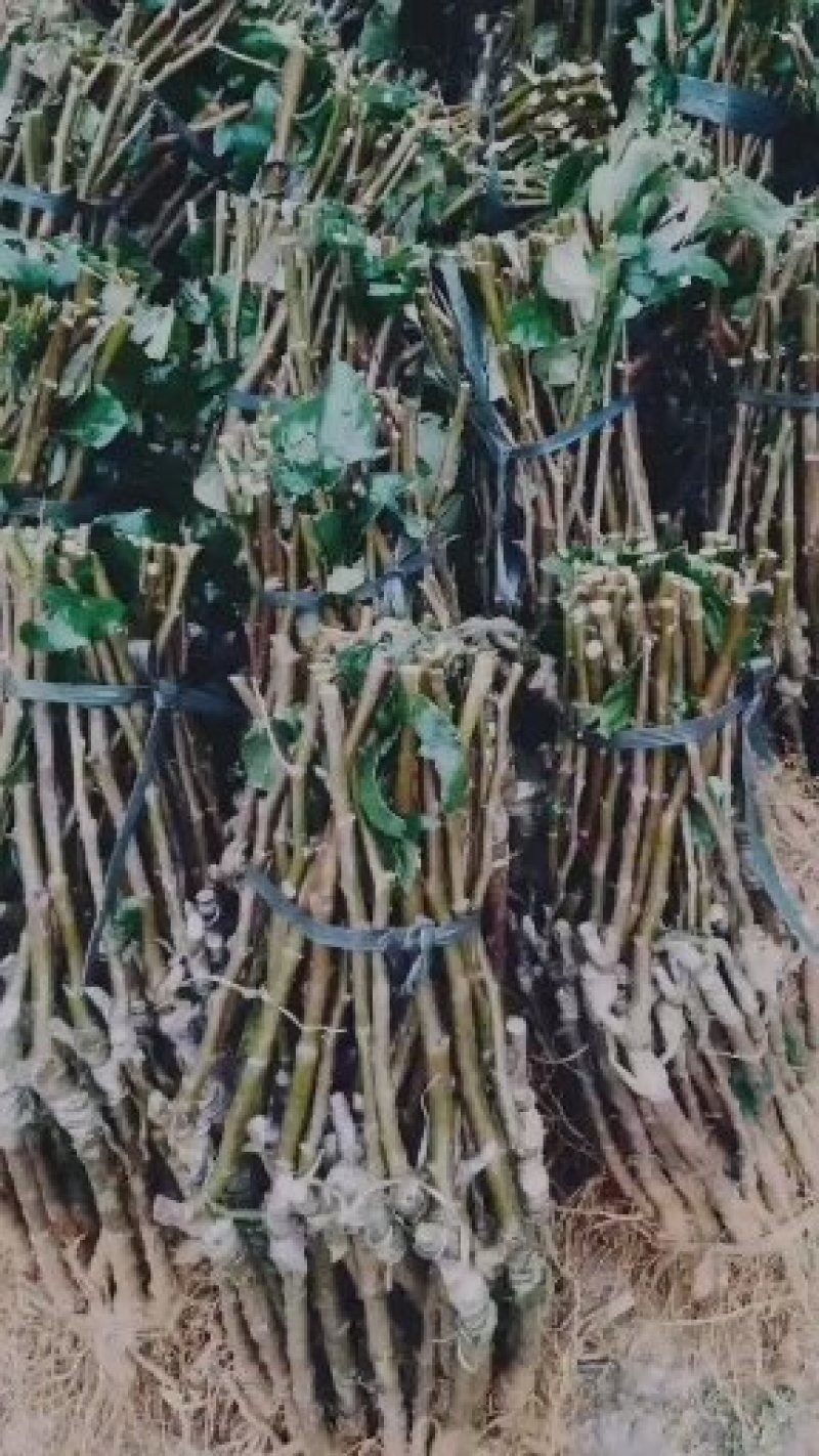 枣树苗。年底大量批发供应，欢迎下单订购。货真价实苗场直发