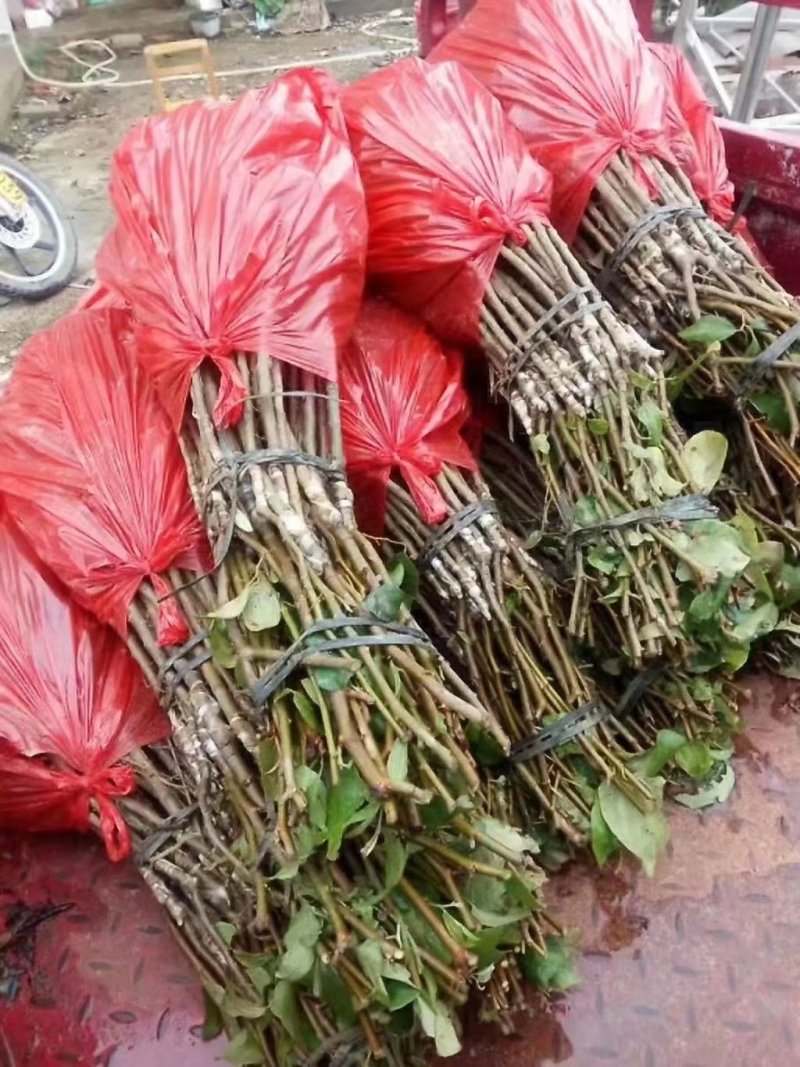 枣树苗。年底大量批发供应，欢迎下单订购。货真价实苗场直发