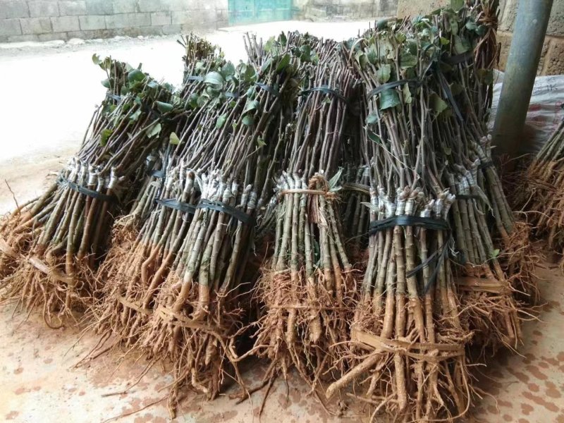 枣树苗。年底大量批发供应，欢迎下单订购。货真价实苗场直发