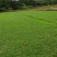 大叶油草