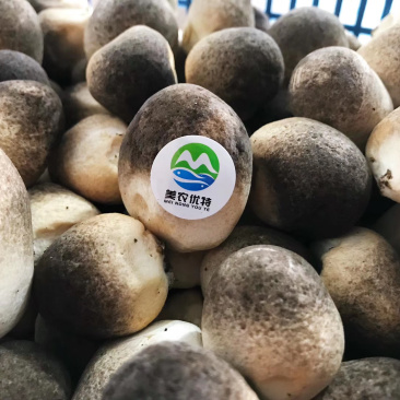 山东济宁基地直供新鲜草菇