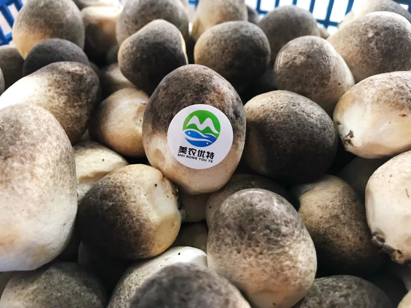 山东济宁基地直供新鲜草菇