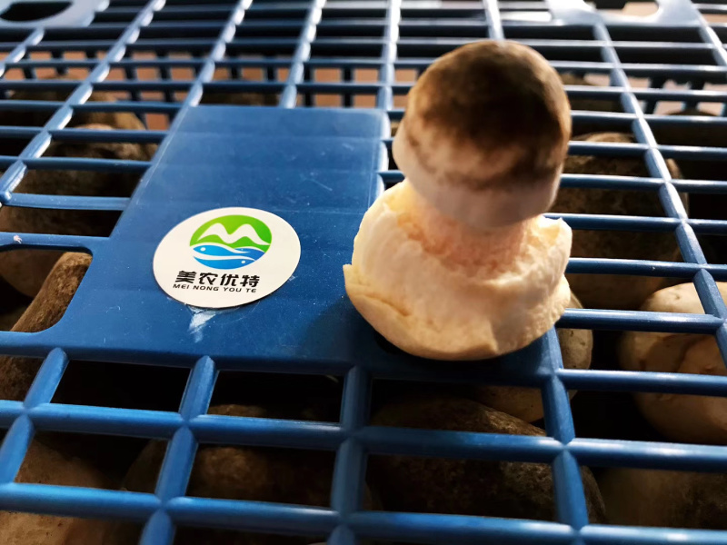 山东济宁基地直供新鲜草菇