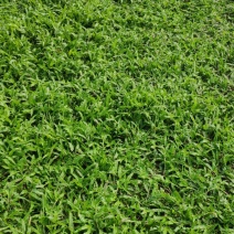 大叶油草