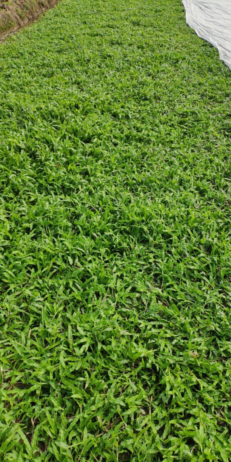 大叶油草