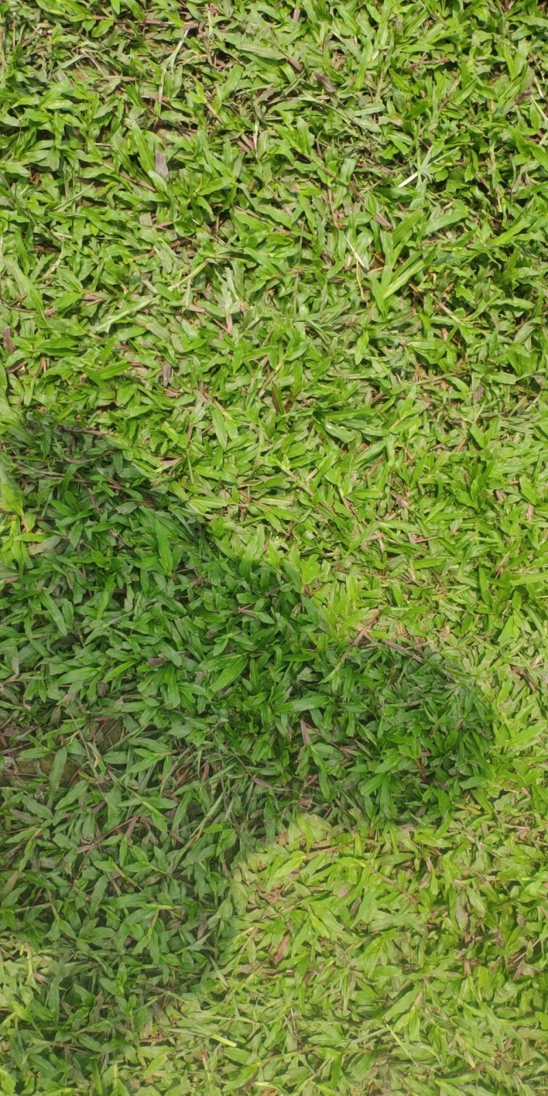 大叶油草