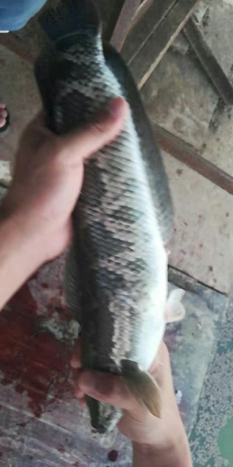 黑鱼