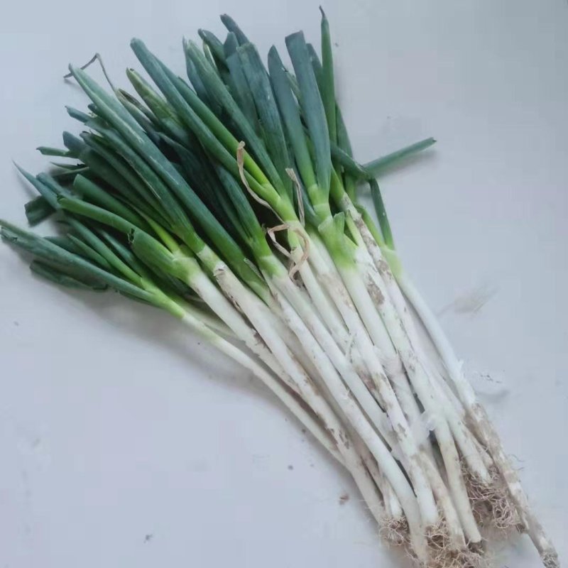 温县黄河滩铁杆大葱新鲜大葱