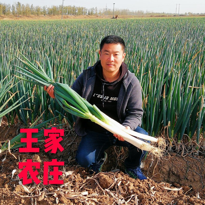 温县黄河滩铁杆大葱新鲜大葱