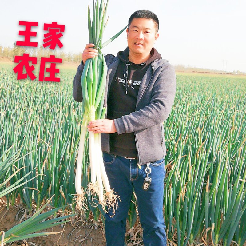 温县黄河滩铁杆大葱新鲜大葱