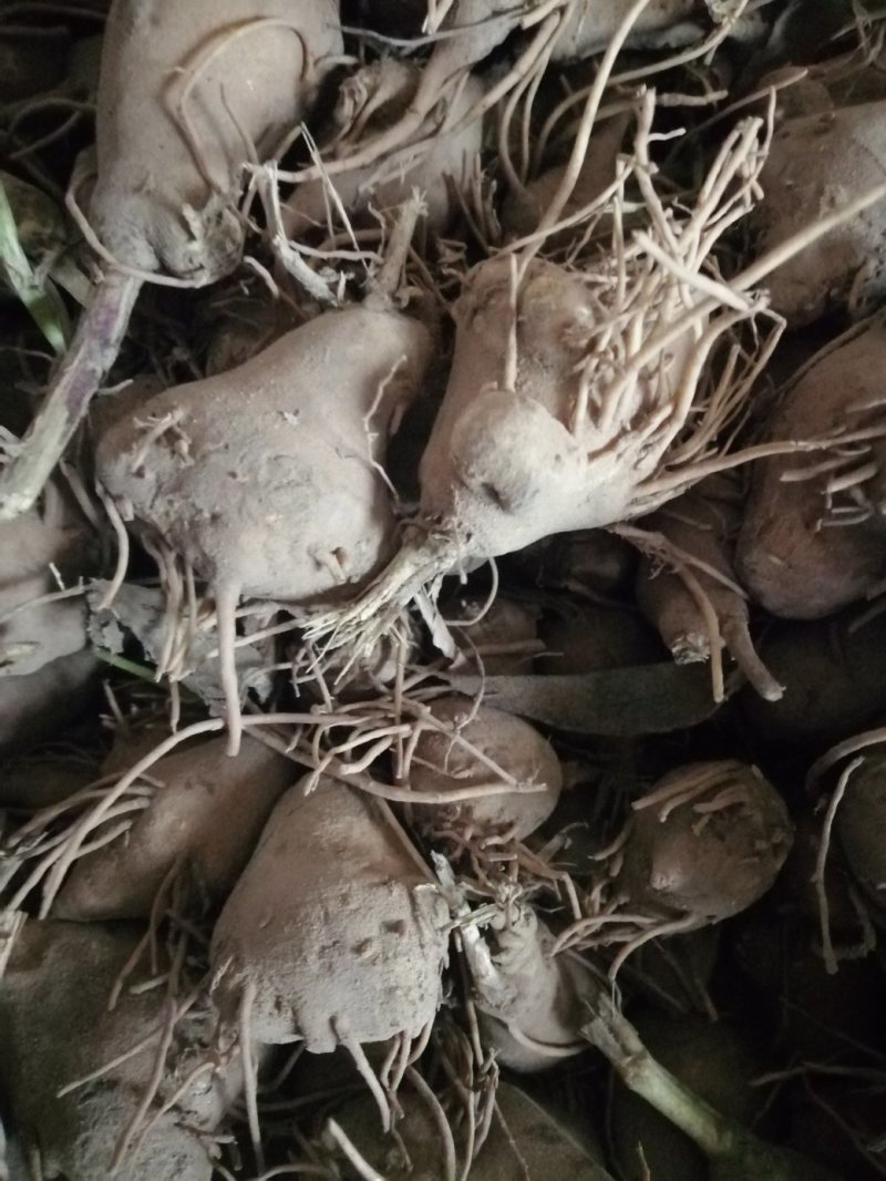白术苗基地优质改良白术种苗