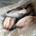 开背巴沙鱼