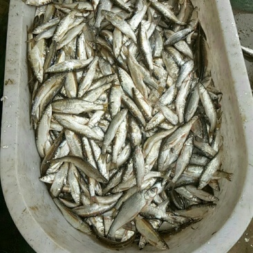油炸白条鱼。