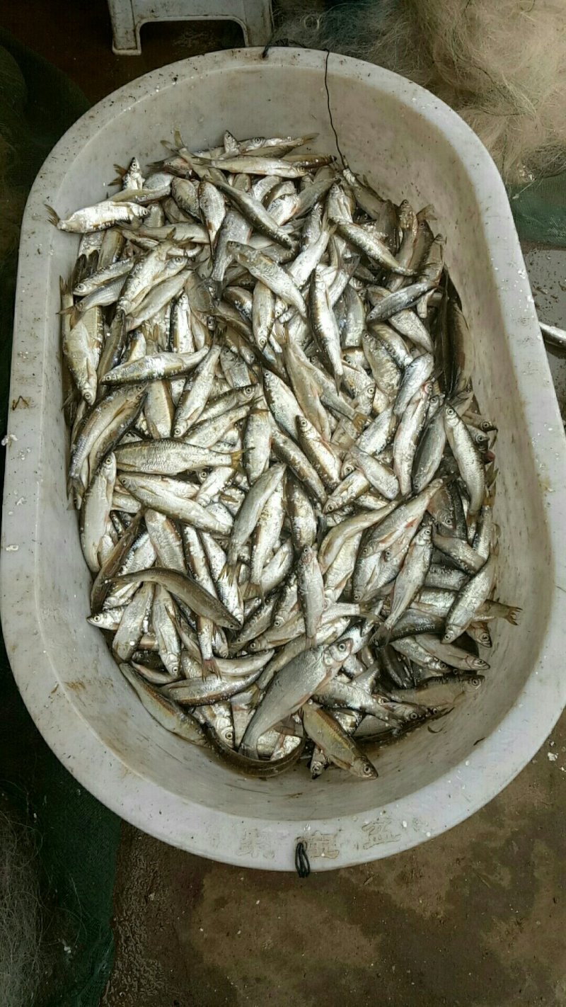 油炸白条鱼。