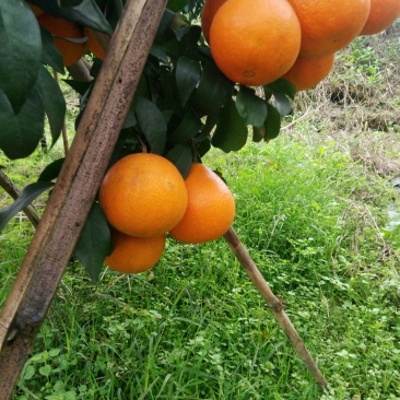 橙子爱媛三十八号果冻橙