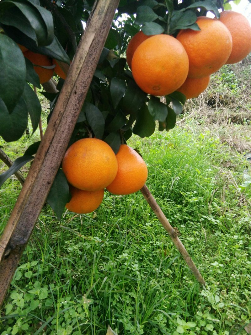 橙子爱媛三十八号果冻橙