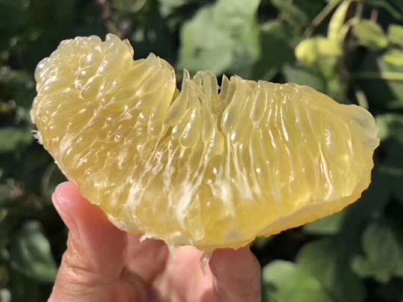 红美人柑橘现摘现厂发货保证质量一箱十斤．浙江上海江苏．保邮