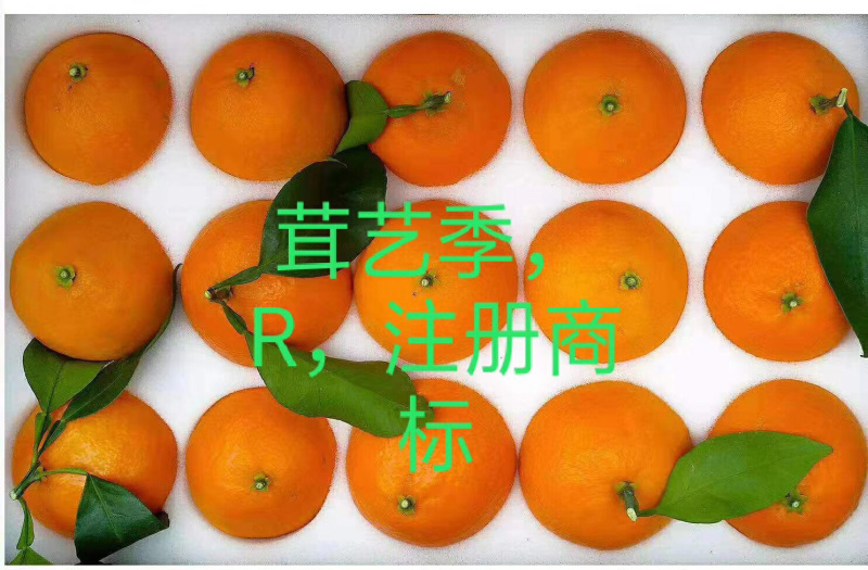 红美人柑橘现摘现厂发货保证质量一箱十斤．浙江上海江苏．保邮