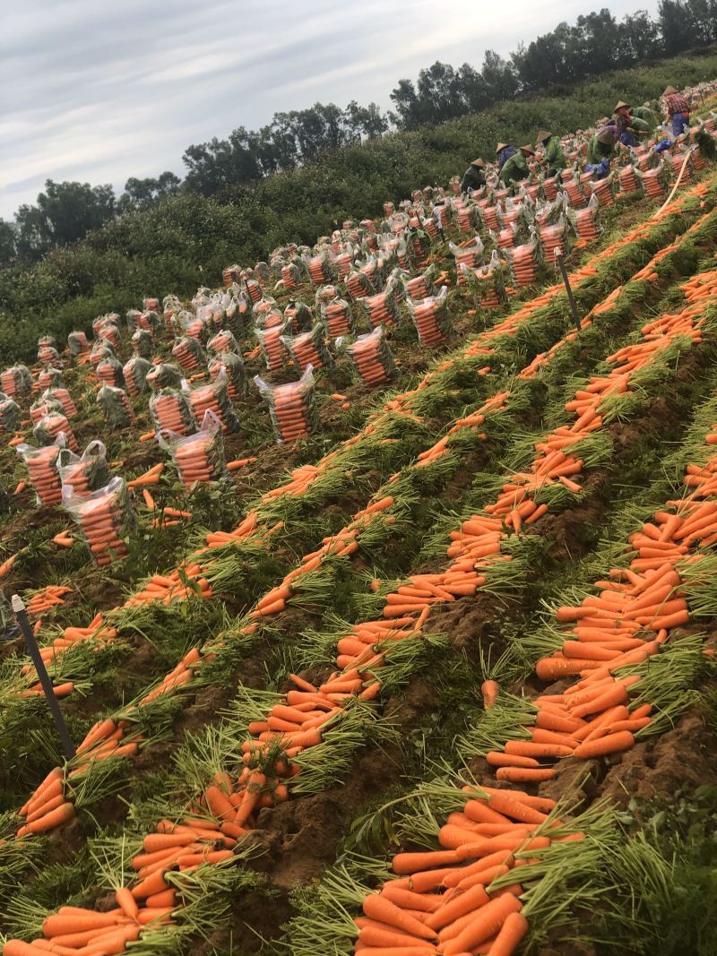 胡萝卜代办代销自家有基地货源