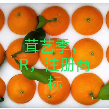红美人柑橘一盒15个装现摘现发货保证质量．浙江上海江苏保邮