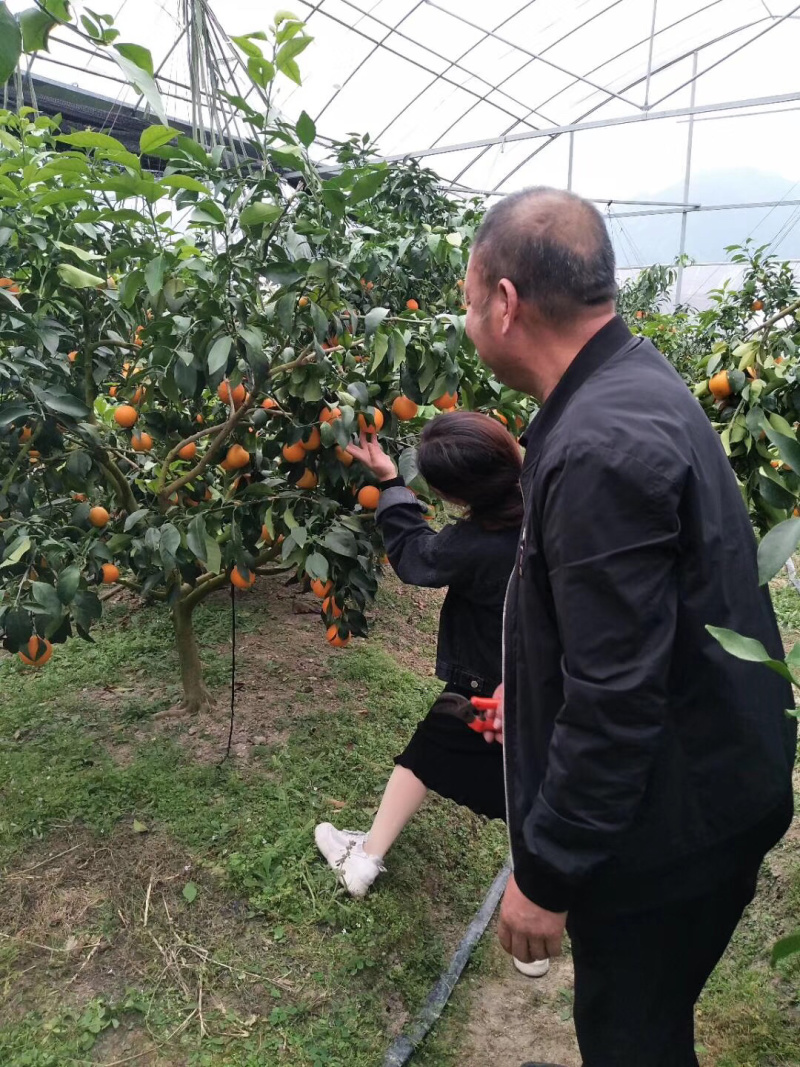 红美人柑橘一盒15个装现摘现发货保证质量．浙江上海江苏保邮