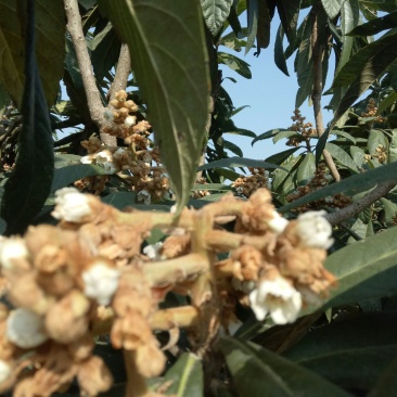 意蜂密通货不含糖质量保证欢迎参观量大从优