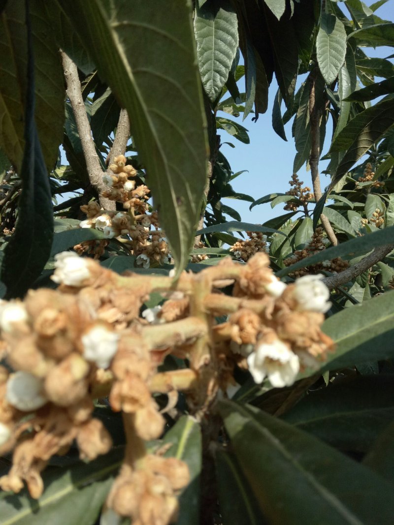 意蜂密通货不含糖质量保证欢迎参观量大从优