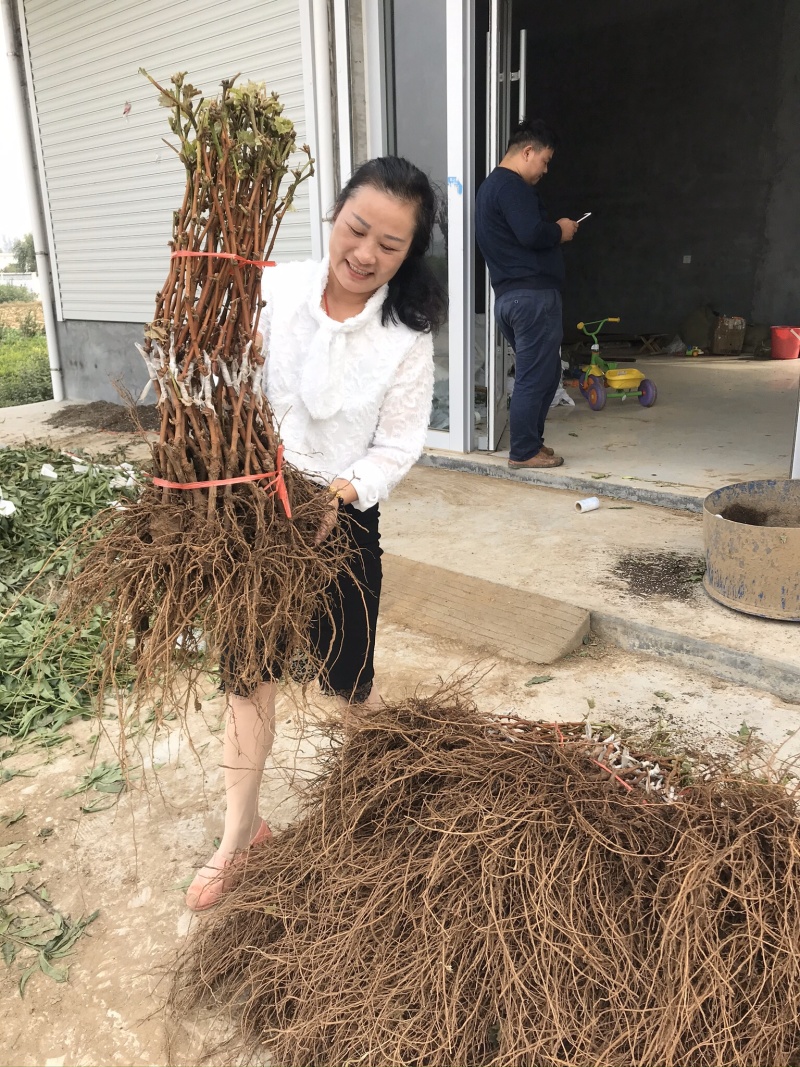 早熟葡萄新品种早甜66葡萄苗甜66葡萄树苗耐零下