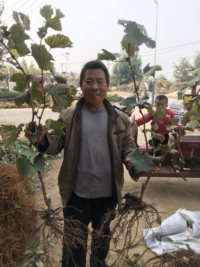 早熟葡萄新品种早甜66葡萄苗甜66葡萄树苗耐零下